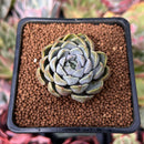 Echeveria sp. 1" Succulent Plant