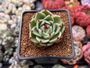 Echeveria Agavoides 'Blue Dragon' 2" Succulent Plant