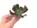 Echeveria 'Black Hawk' 3" Succulent Plant