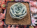 Echeveria 'Lehman' 2"Powdery Succulent Plant