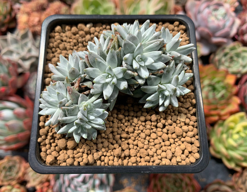 dudleya succulent plants Dudleya 'White Greenii' 3"-4" Cluster Succulent Plant – True Succulents Plant Co