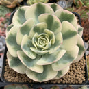 Echeveria 'Compton Carousel' Variegated 3"-4" Succulent Plant
