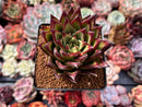 Echeveria Agavoides 'Lipstick' 3" Succulent Plant