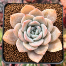 Echeveria 'La Bamba' 3" Succulent Plant