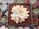 Echeveria 'Mebina' Variegated 2" Succulent Plant