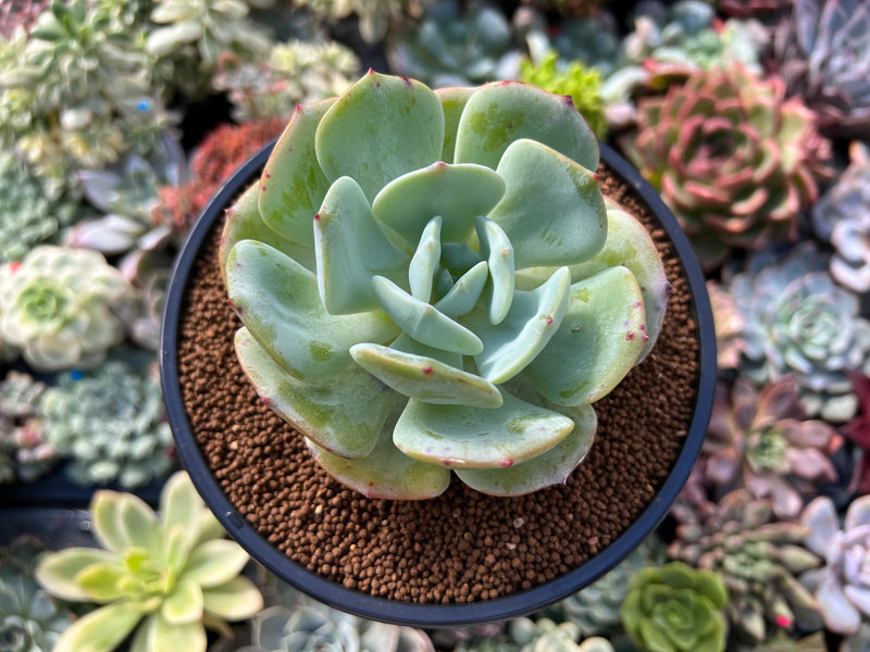 girl succulent Echeveria 'Peach Girl' 3