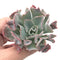 Echeveria 'Trumpet Pinky' 2"-3" Succulent Plant