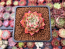 Echeveria Agavoides 'Joy' 1" Succulent Plant