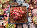 Echeveria 'Nomad' 1" Succulent Plant