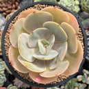 Echeveria 'Slimeball' 4" Succulent Plant