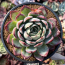 Echeveria 'Elena' 4" Succulent Plant