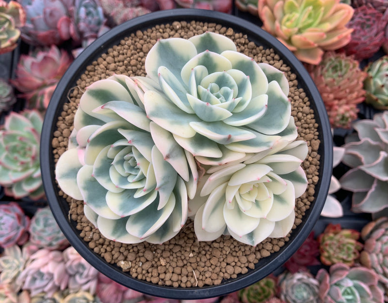 compton carousel succulent Echeveria 'Compton Carousel' Variegated 5" Large Cluster Succulent Plant