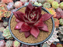 Echeveria Agavoides 'Lumming' 5" Large Succulent Plant