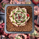 Echeveria Agavoides 'Blue Dragon' 1" Succulent Plant