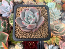 Echeveria 'Purple Champaign' 1" Succulent Plant