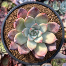 Echeveria 'Coral Red' 3"-4" Powdery New Hybrid Succulent Plant