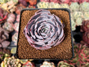 Echeveria 'Pinky' 2" Succulent Plant