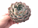 Echeveria Helena Large 4” Rare Succulent Plant