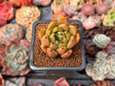 Echeveria Agavoides 'Venus' 2" Succulent Plant