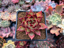 Echeveria Agavoides 'Sarabony' x 'Ebony' Hybrid 2" Succulent Plant