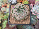 Echeveria 'Momentum' New Hybrid 2" Succulent Plant