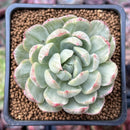 Echeveria Agavoides 'Queen Maria' Variegated 2"-3" Rare Succulent Plant