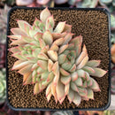 Echeveria Agavoides 'Pink Dragon' 3" Cluster Succulent Plant