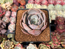 Echeveria 'Salgoo' 2" Succulent Plant