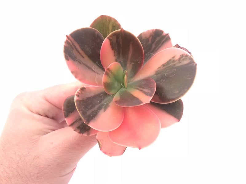 Echeveria Premaddona Variegated 4” Specimen Rare Succulent Plant