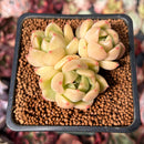 Echeveria 'Lemon Tree' 2" Air Magic Hybrid Cluster Succulent Plant
