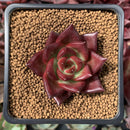 Echeveria Agavoides 'Red Beach' 1" Succulent Plant