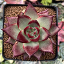Echeveria Agavoides 'Canvas' 3" Succulent Plant