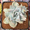Graptoveria 'Harry Watson' Mutated 3" Succulent Plant