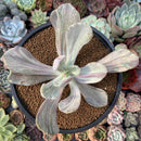 Pachyveria 'Jocelyns Joy' Variegated 3" Succulent Plant