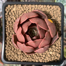 Echeveria 'Monchouchou' 2" Succulent Plant