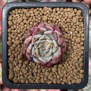 Echeveria 'Sarahime' 1/2" Small Seedling Succulent Plant