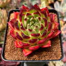 Echeveria Agavoides sp. 3" Succulent Plant