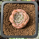 Echeveria 'Purple Elio' 1” Succulent Plant