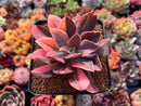Echeveria 'Hanaikada' Variegated 3" Succulent Plant