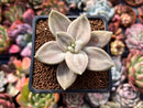 Echeveria 'Xichuensis' 2" Succulent Plant