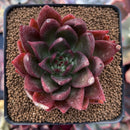 Echeveria Agavoides 'Victorator' 3" Succulent Plant