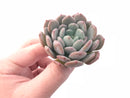 Echeveria Sp Small 2” Rare Succulent Plant