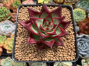 Echeveria Agavoides 'Acadora' 3" Succulent Plant