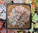 Echeveria 'Orange Monroe' Crested 2" Succulent Plant