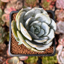 Echeveria 'Snow Shower' 2" Succulent Plant
