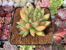 Echeveria 'Yeonji' 3" New Hybrid Succulent Plant
