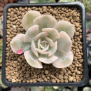 Echeveria Runyonii Variegated (Aka Echeveria 'Akaihosi' Variegated) 2" Succulent Plant