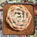 Echeveria 'Ariel' 2" Succulent Plant