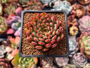 Echeveria Agavoides 'Rainstar' 2" Succulent Plant
