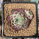 Echeveria 'Hongil' 2" Succulent Plant